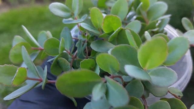 ОЧИТОК ? размножение смотреть онлайн