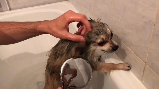 Купание шпица Марселя ? смотреть онлайн