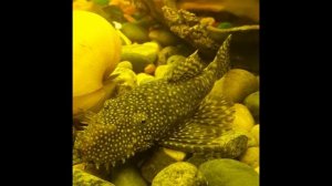 Нужны ли сомики в аквариуме и какие.