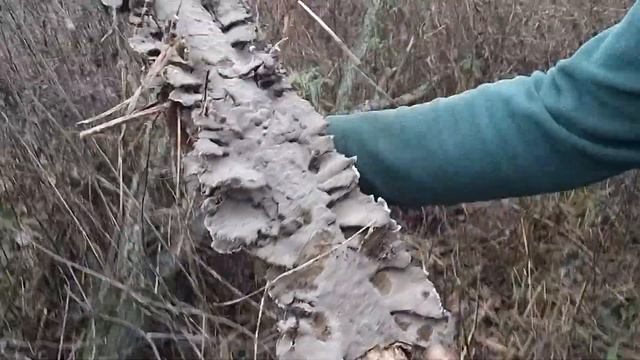 ТриждыРожденная - Липовая вечная жизнь смотреть онлайн