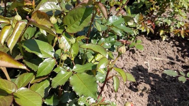 Уход за розами в ИЮНЕ/ Сила роста разных видов роз/ Клещ и пятнистости уже ТУТ смотреть онлайн