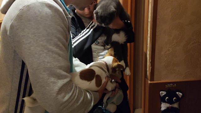 Риччи знакомится с британским котом Тоффи. Собака Джек Рассел терьер. смотреть онлайн