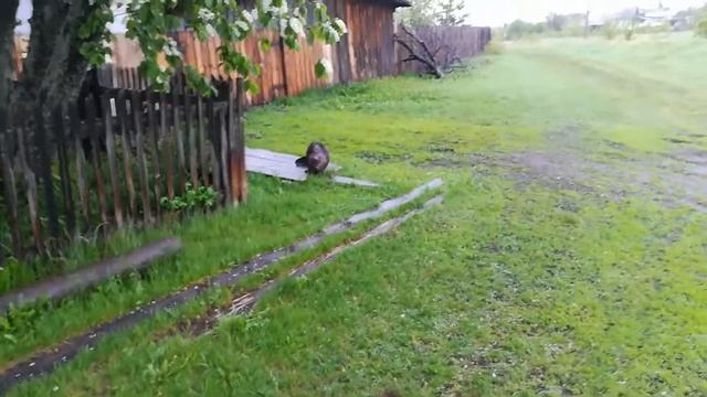 Бобр атакует смотреть онлайн