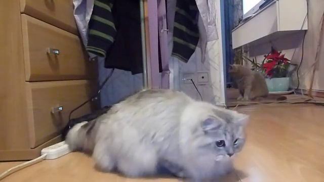 ФЕНЯ И ПИКУЛЯ смотреть онлайн