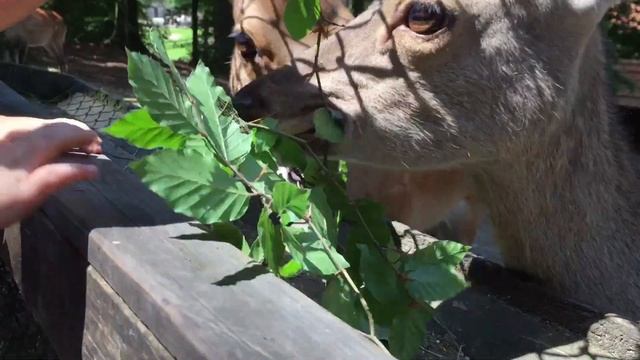 Природный парк - зоопарк в Германии смотреть онлайн