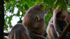 Cute just newborn baby monkey and mom trying to hug take care | Adorable Wildlife Trips
