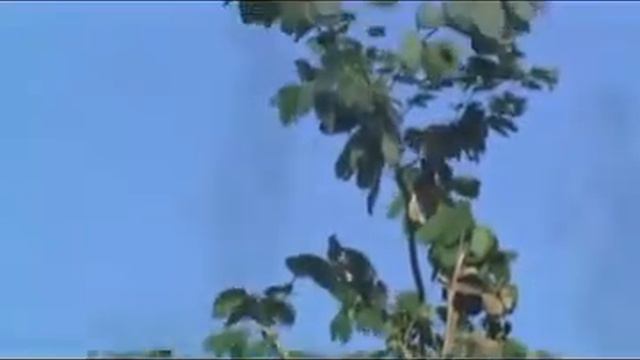 Nitoa ask rang смотреть онлайн