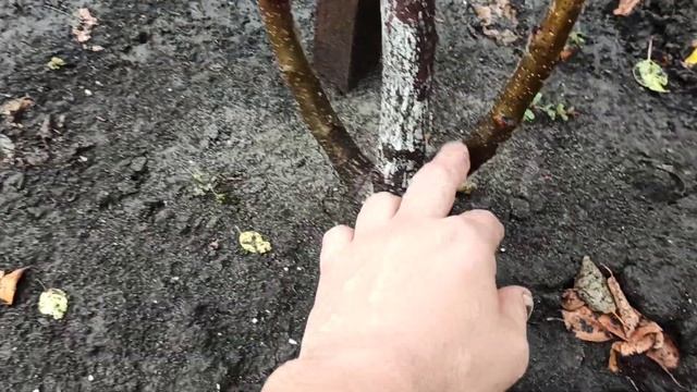 Черешня засохла весной, как выглядят побеги... смотреть онлайн