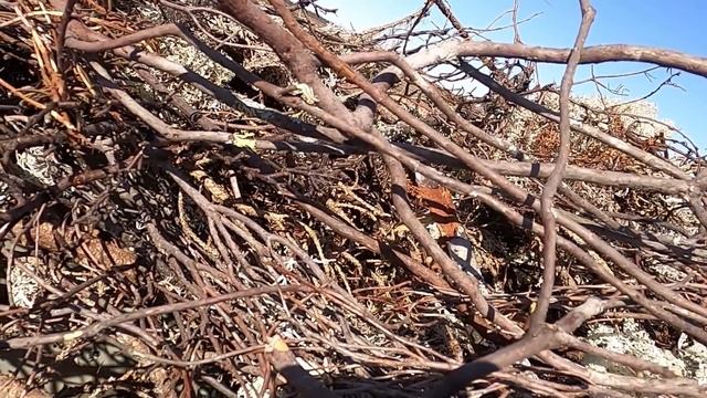 Охота на гуся 2020. Гр-ца НАО с РК. Гусиный РАЙ, самодельные чучела, домашние куропатки. GoPro Hero смотреть онлайн