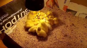 Утки Муларды.Сколько стоят утки Муларды Содержание и кормление уток.
#папанадаче