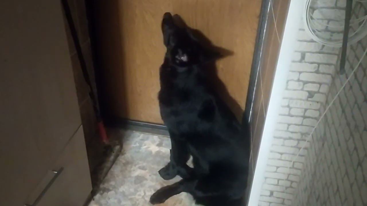 ВЕО черная Восточно Европейская Овчарка 6 смотреть онлайн