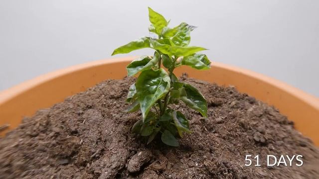 1210 Days in 8 Minutes - Plant Time-lapse Compilation смотреть онлайн