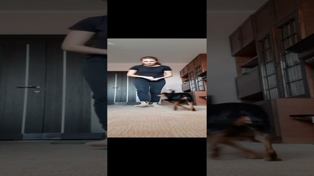 Дрессировка той терьера. Команда "Ножки" или "Топ-топ" смотреть онлайн