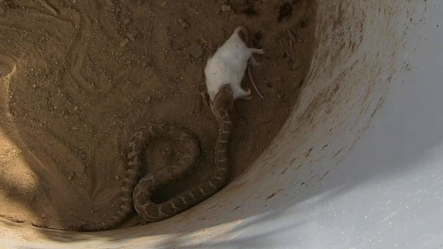 Rattlesnake Strikes Mouse : *WARNING* LIVE FEED смотреть онлайн