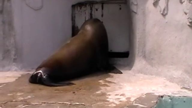 зоопарк смотреть онлайн