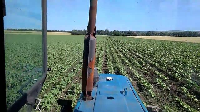 Прополка подсолнечника 19.06.2023. смотреть онлайн