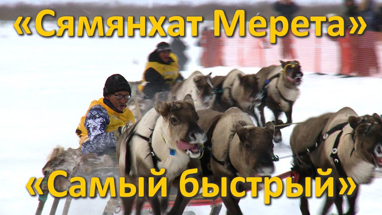 «Сямянхат Мерета» «Самый быстрый» 2019 состязания оленеводов гонки на оленях смотреть онлайн