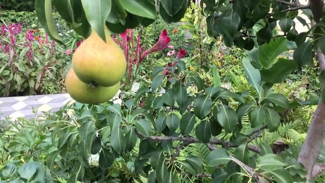 Груша НЕ РАСТЁТ...много лет ! смотреть онлайн