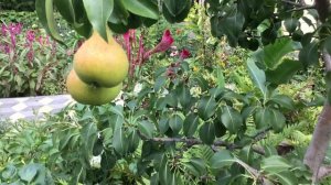 Груша НЕ РАСТЁТ...много лет !