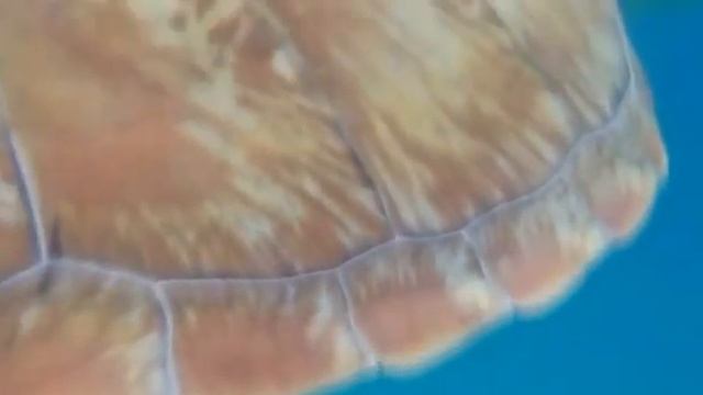 Turtles in Redang, Malaysia. Плавание с черепахами в открытом море смотреть онлайн