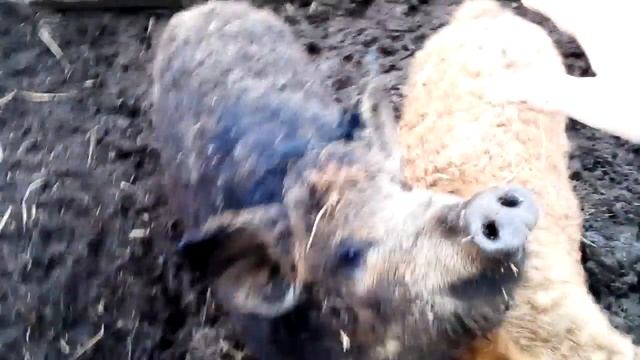 Свинки породы Венгерская мангалицы! смотреть онлайн