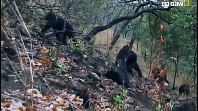 ДОКАЗАТЕЛЬСТВА ТЕОРИИ ДАРВИНА ??? смотреть онлайн