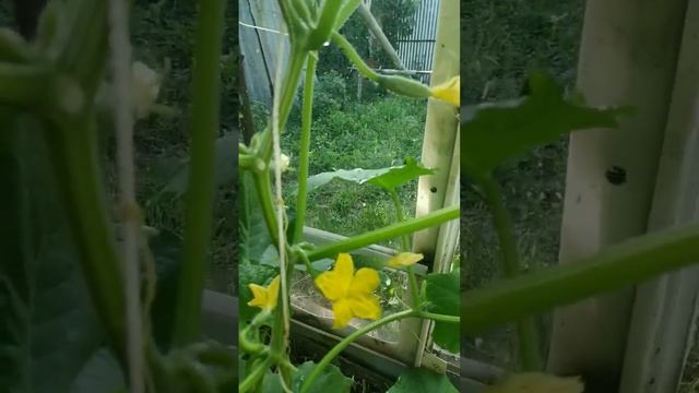 Горчат огурцы, что делать смотреть онлайн