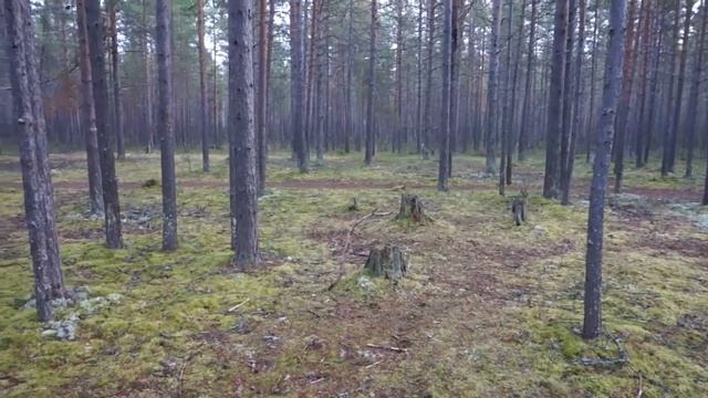 Фотосъемка птиц (для начинающих) смотреть онлайн