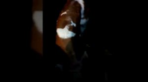 Отсутствует сосательный рефлекс у телёнка.