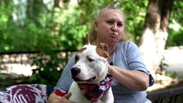 Американский стаффордширский терьер (амстафф) - порода глазами заводчика смотреть онлайн