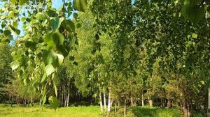 ТРЕЛИ СОЛОВЬЯ В ДУЭТЕ С КУКУШКОЙ УСПОКОЯТ НЕРВНУЮ СИСТЕМУ,ПОДАРЯТ РАДОСТЬ И ХОРОШЕЕ НАСТРОЕНИЕ