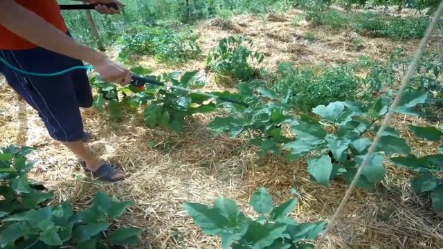 ПОЛНАЯ, ПОЭТАПНАЯ ИНСТРУКЦИЯ ПО ВЫРАЩИВАНИЮ БАКЛАЖАН ОТ СЕМЯН ДО СБОРА УРОЖАЯ смотреть онлайн