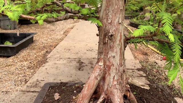 Creating Dawn Redwood Bonsai - Part 2 смотреть онлайн