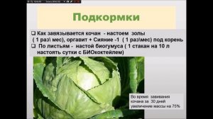 Выращивание капусты: простой способ