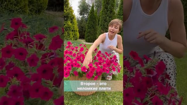 Яркая и красочная Петуния Тайдал Вейв Черри ?обзор|usadba-semena.ru смотреть онлайн