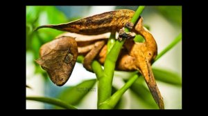 Удивительные соседи. Листохвостый геккон