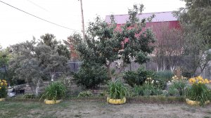 Многолетние цветы в июне. Как держится под дождем петуния #25