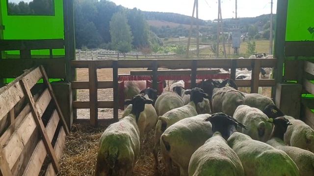 Отбор ярок для продажи. Бараны производители Дорпер. Солома 2021....#dorper #dorpersheep #dorperram смотреть онлайн