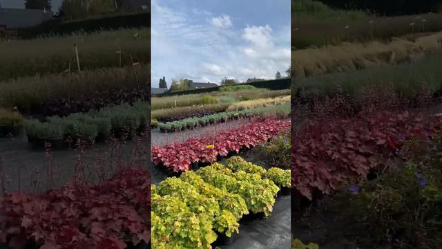 Цветочный магазин, питомник растений в Бельгии. Pépinière en Belgique. Plant nursery in Belgium. смотреть онлайн