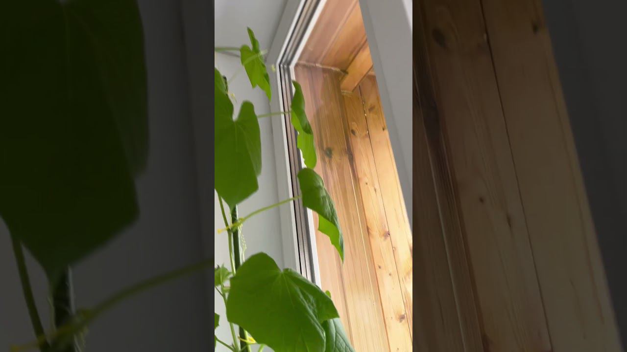 Выращиваю огурцы на подоконнике / Первый эксперимент смотреть онлайн