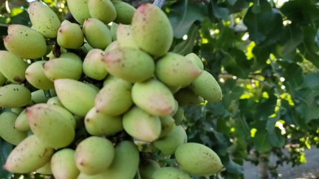 Что же это в Калифорнии растёт? смотреть онлайн
