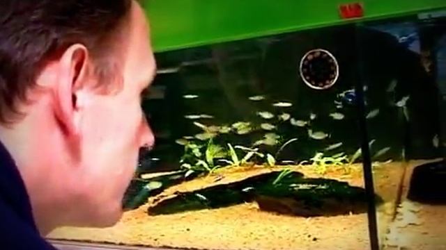 Подбор грунта, аквариума и рыбок смотреть онлайн