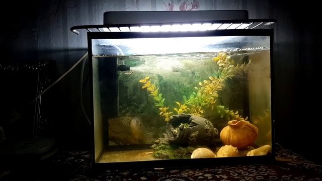 Кормление солнечного окуня червями в аквариуме. смотреть онлайн