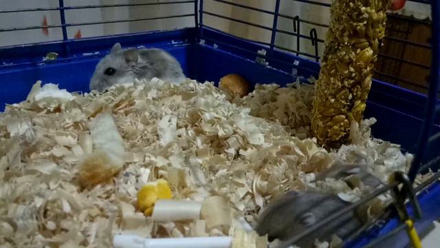 Хомячкам уже 2 недели! Что они могут? Реакция Машки на Шустрика! смотреть онлайн
