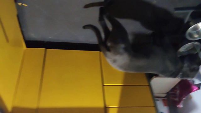 Сливочный суп с курицей . Армагеддон : возвращение .