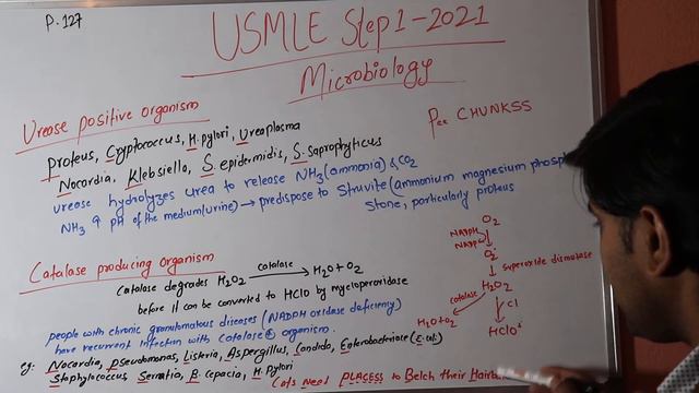 Microbiology lecture 6 USMLE First Aid 2021 page 127 (urease and catalase producing organism) смотреть онлайн