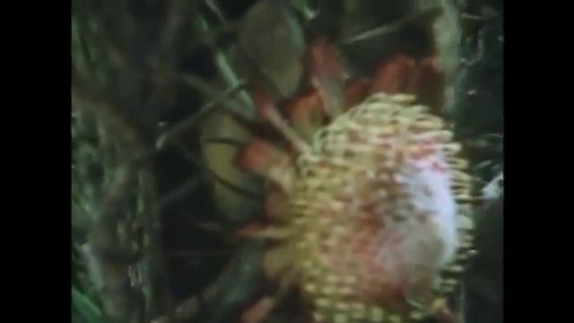 Honey possums смотреть онлайн