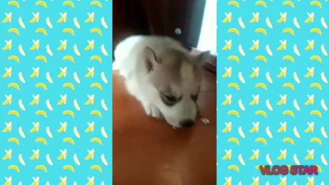 Моя мечта сбылась мне купили щенка голубоглазого щенка хаски смотреть онлайн