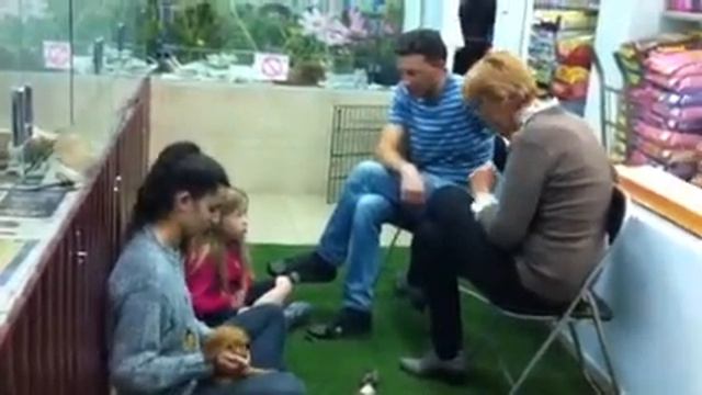 Собаки на продажу |Небольшие Щенки 3 смотреть онлайн