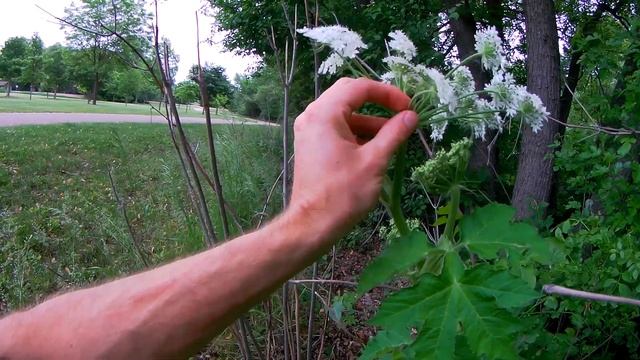 How to Eat Cow Parsnip and NOT DIE ::: Foraging South Dakota смотреть онлайн